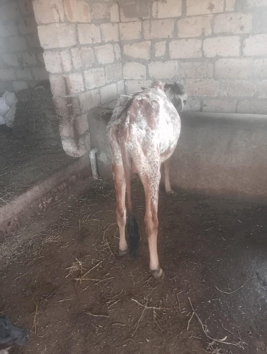 ગોઢલો દેવા નો છે