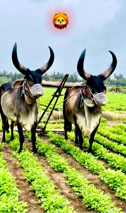 थंबनेल 2