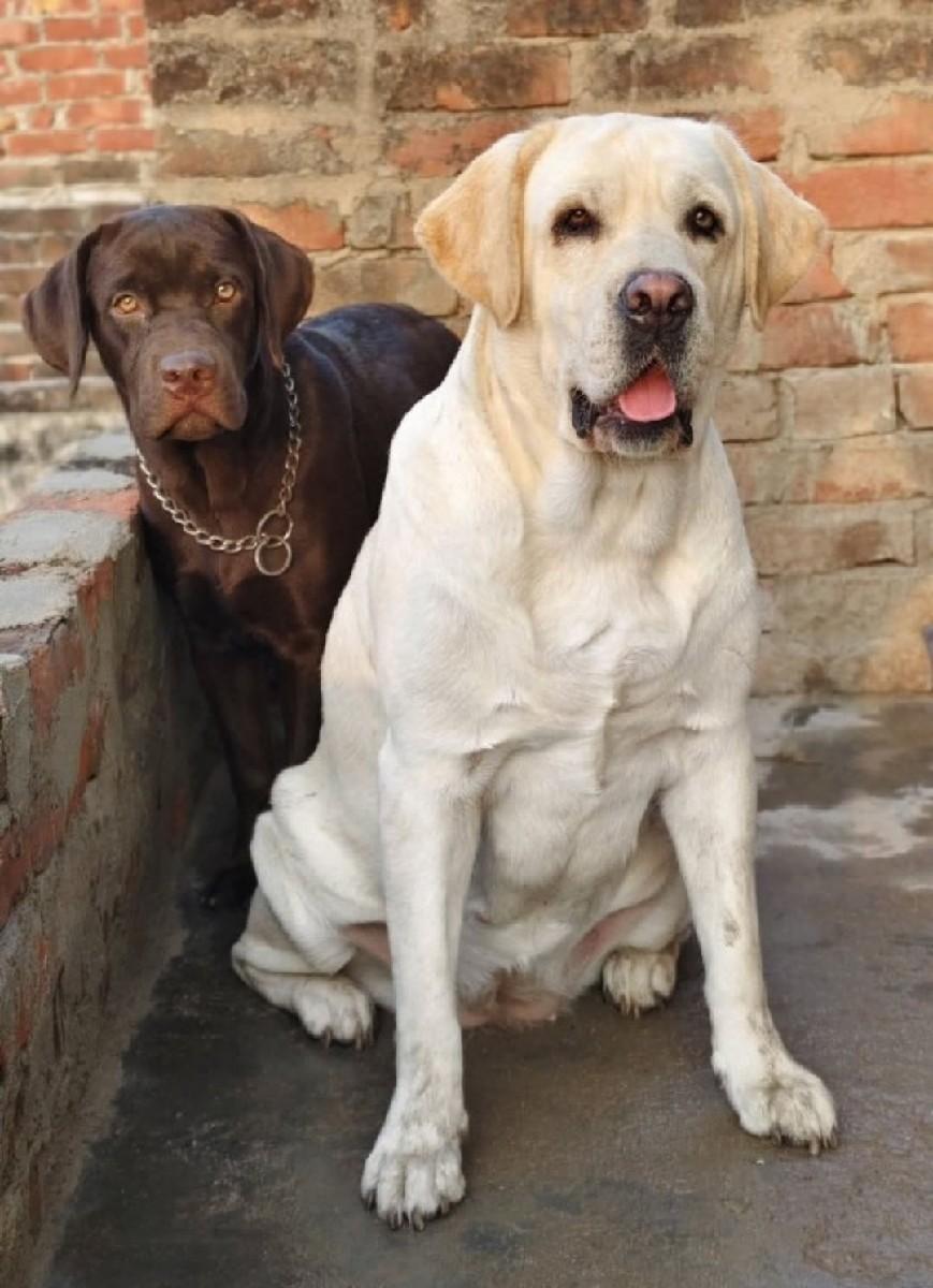 🐕 TOMMY DOG KENNEL 🐕