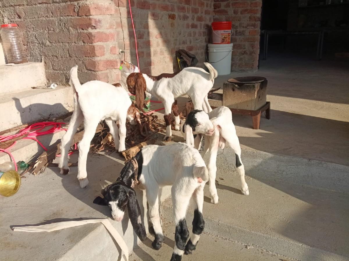 થંબનેલ 2