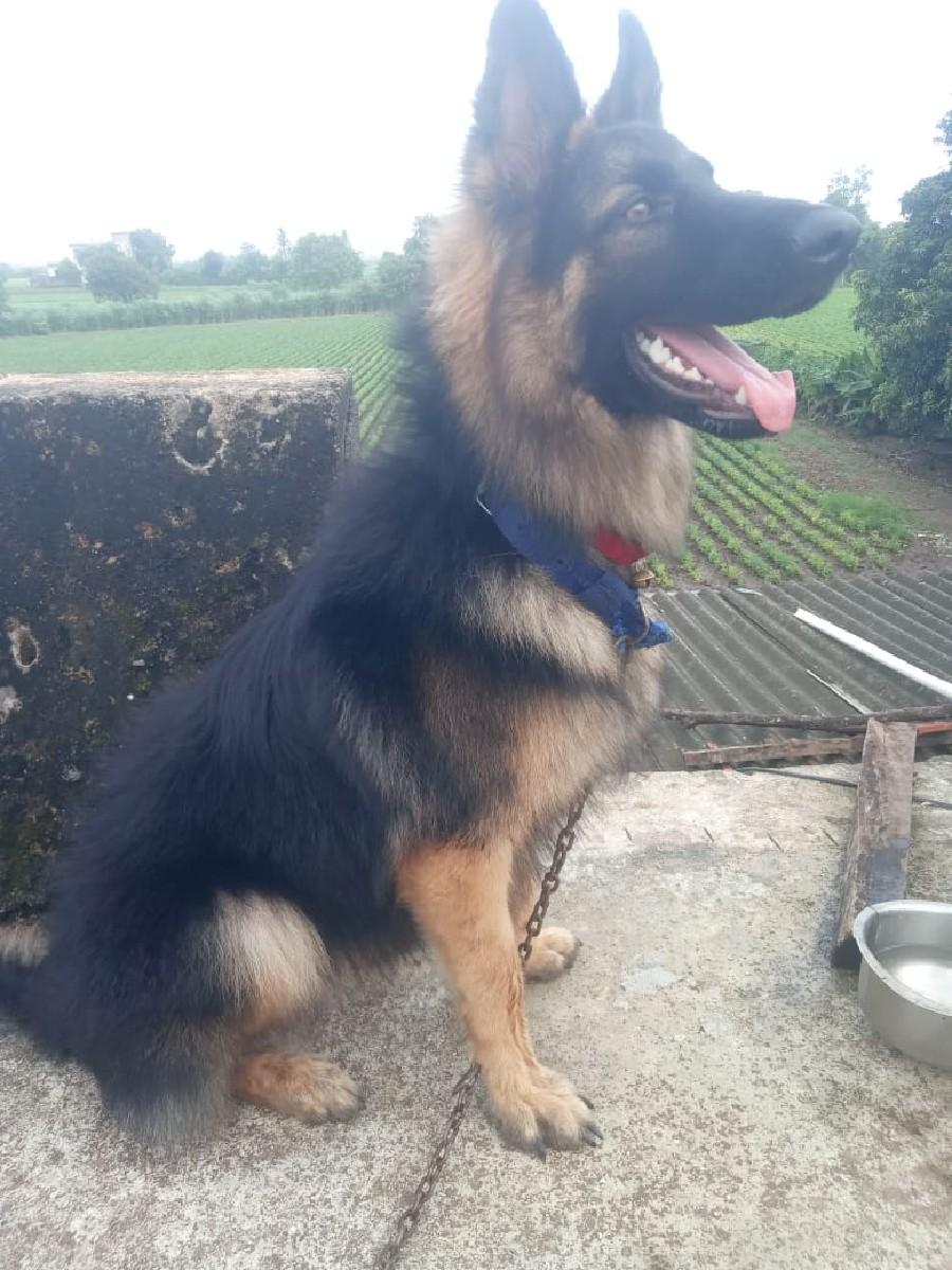 જર્મન શેફર્ડ