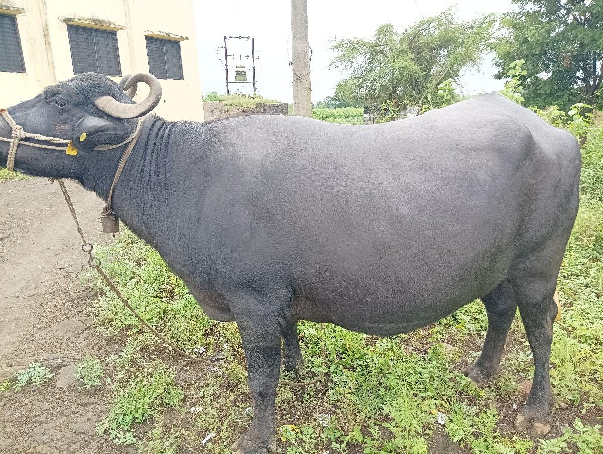 थंबनेल 4