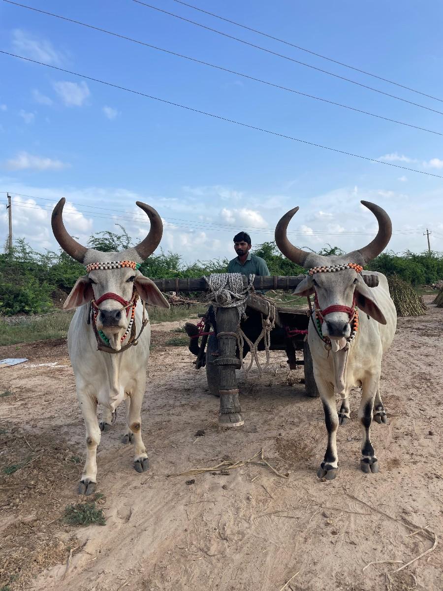 ગોધલા વઢિયારા