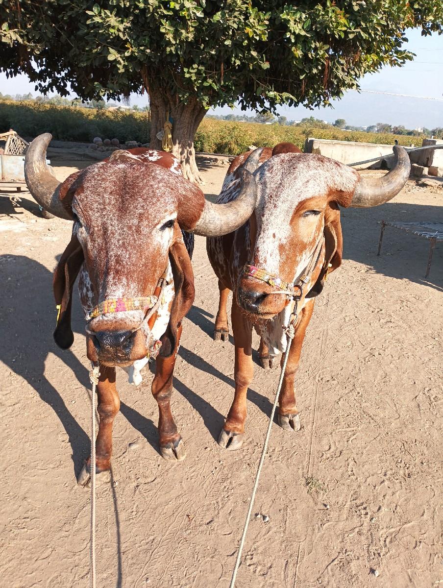 આ વાસડા વેચવાના છે બે સગા ભાઈ છે