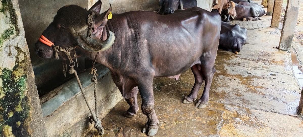 થંબનેલ 2