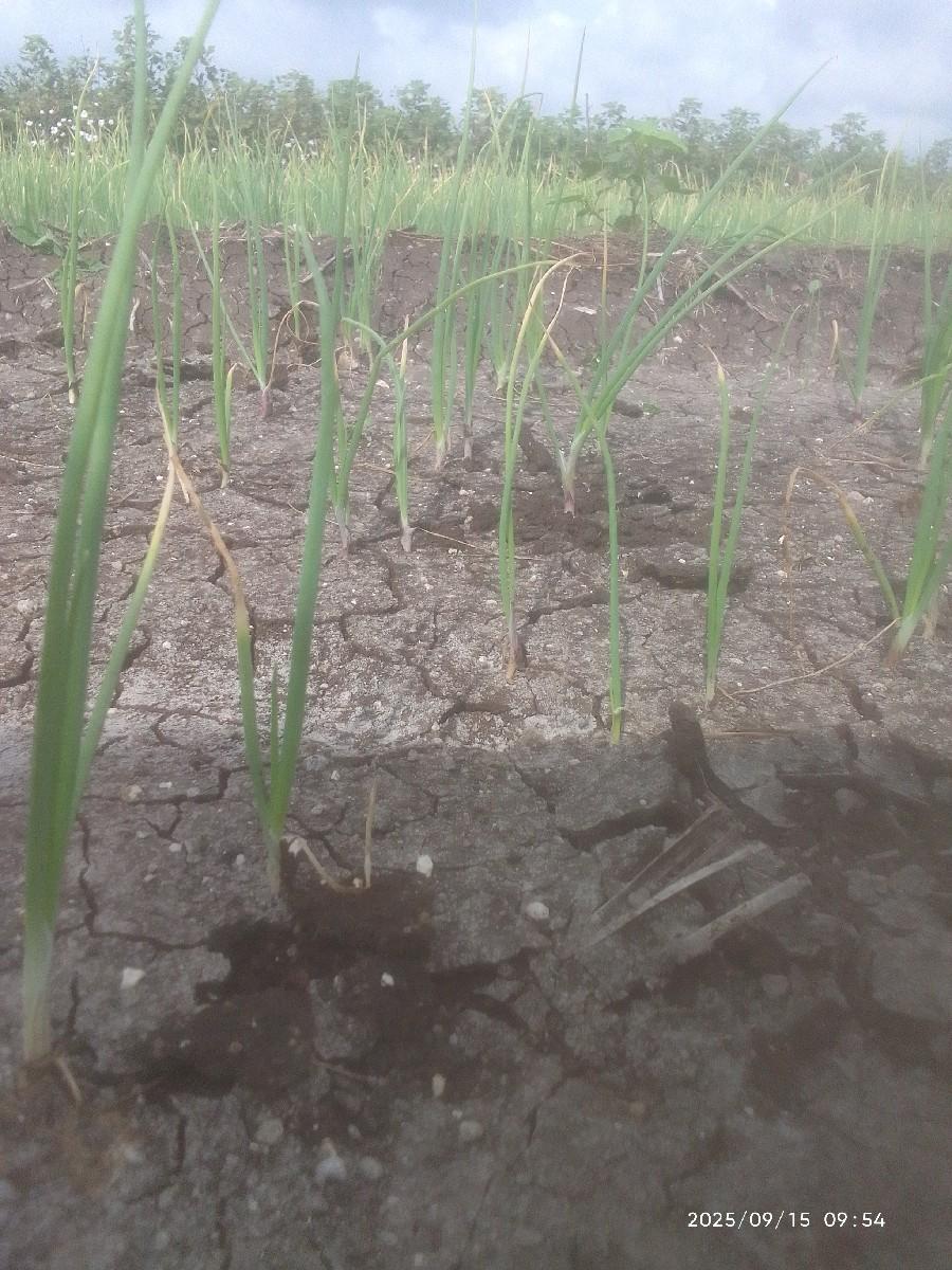 લીલી ડુંગળી