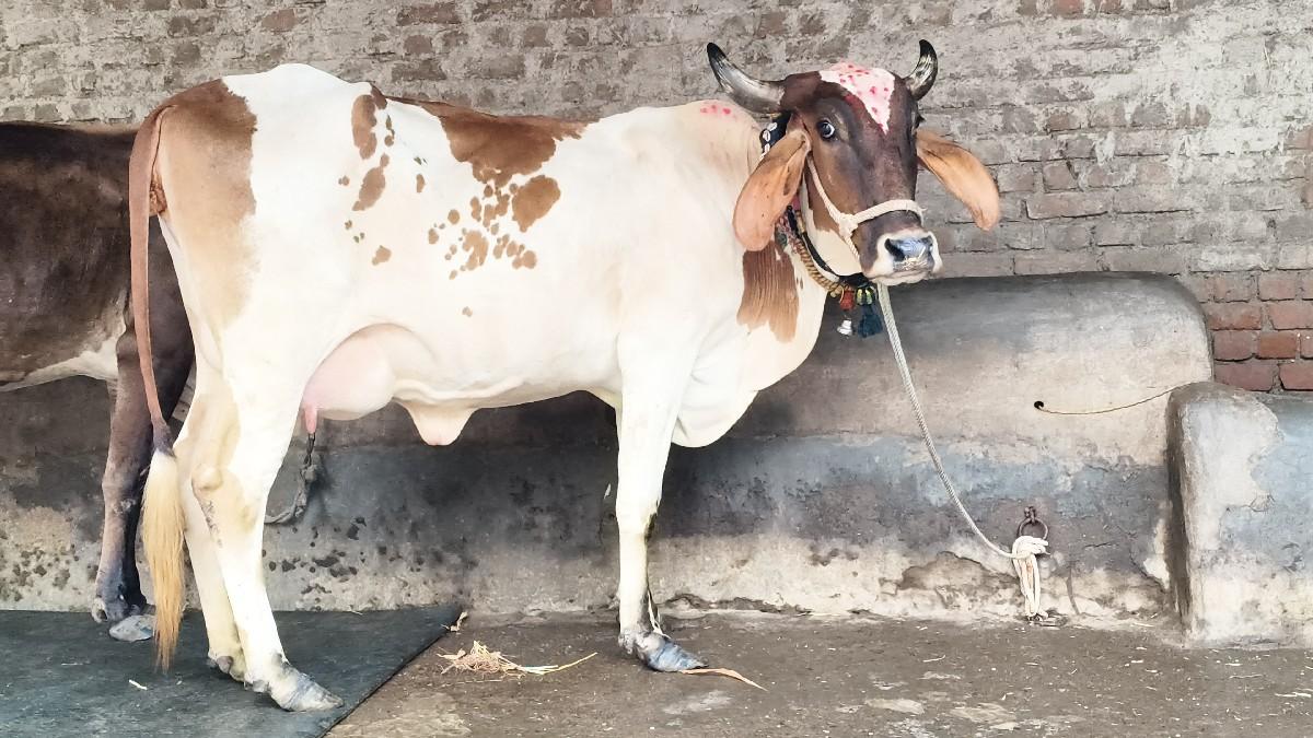 દેશી ગાય