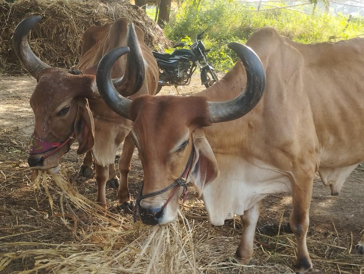 થંબનેલ 2