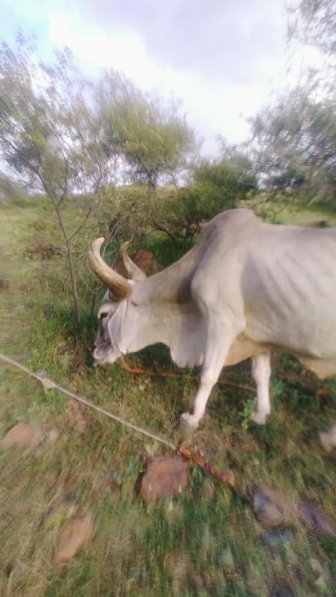 થંબનેલ 2