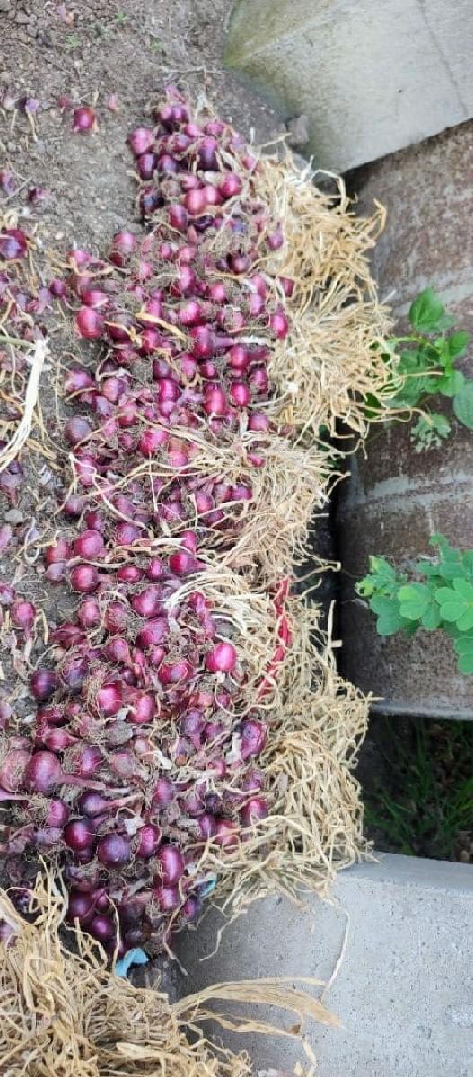 ડુગળનો રોપ અથવા કાજી