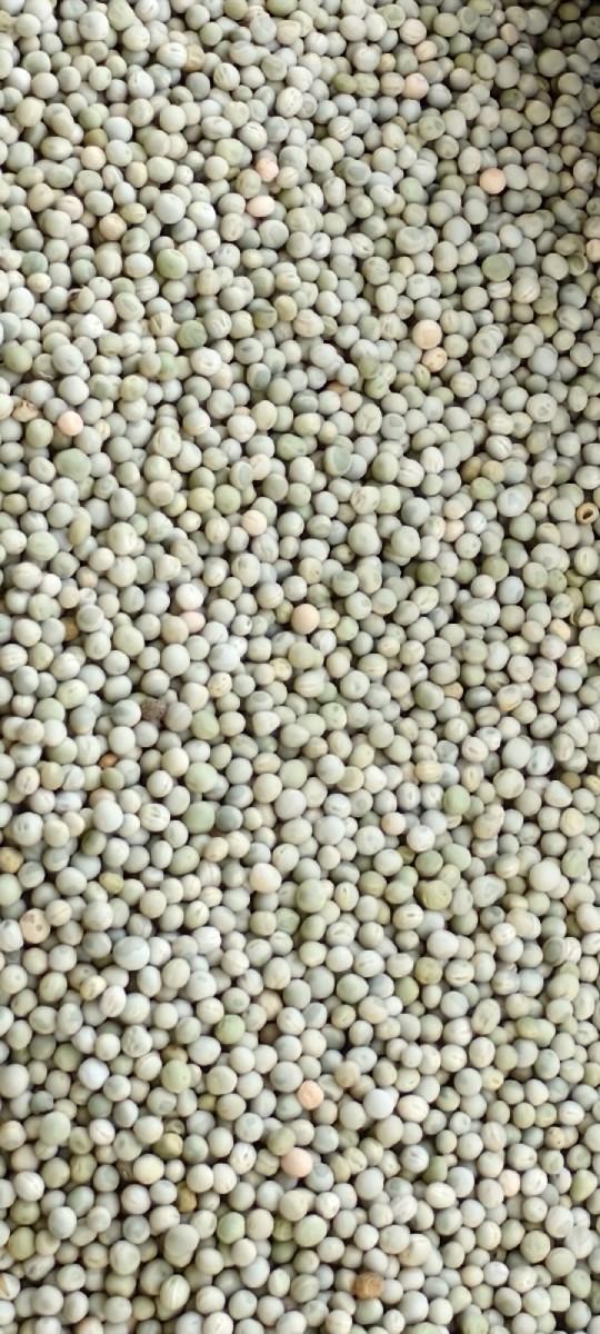 વટાણા નું બી છે