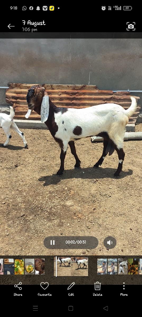 થંબનેલ 3