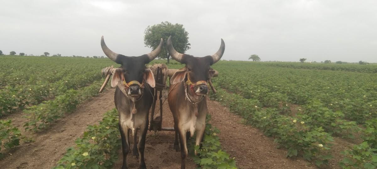 ગોઢલા વેચવાના છે