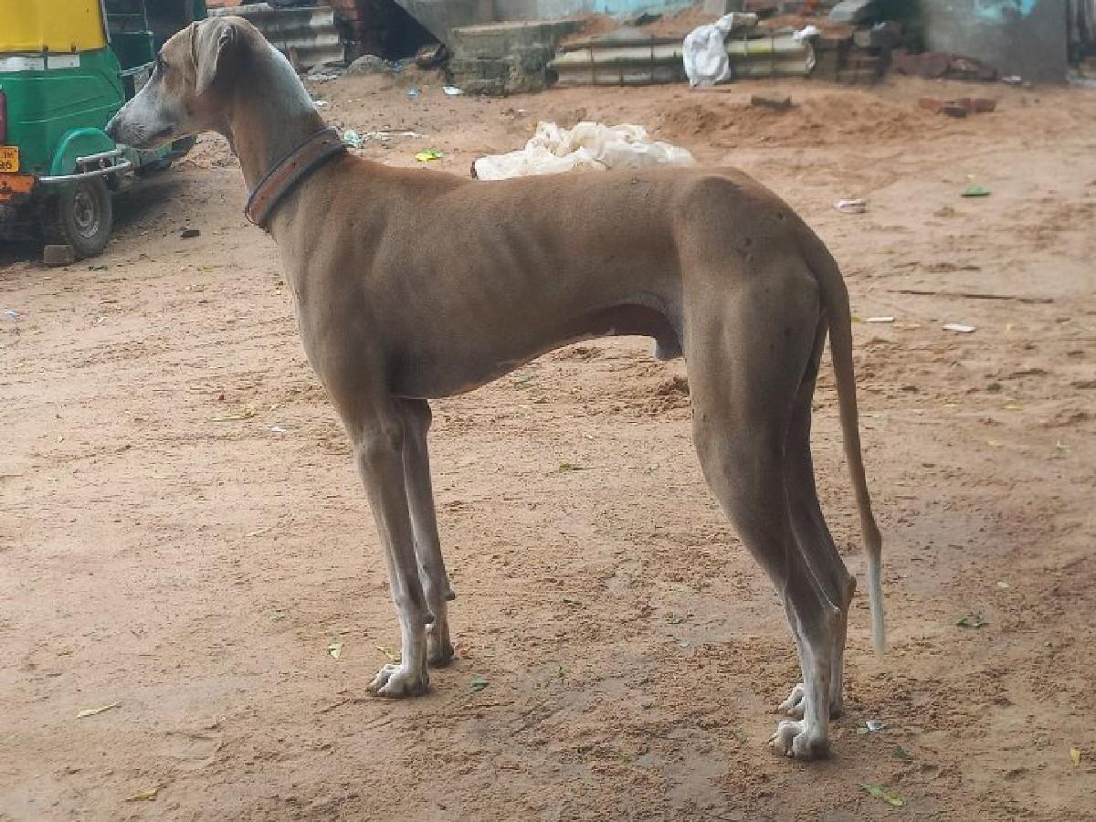 લાવરી તાજી કુતરો મેટીંગ માટેજ છે