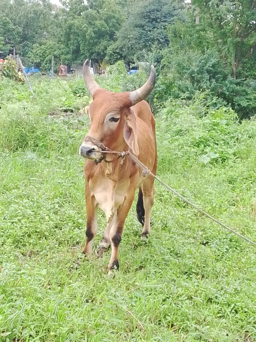 ઔ થાણાગાલોદ