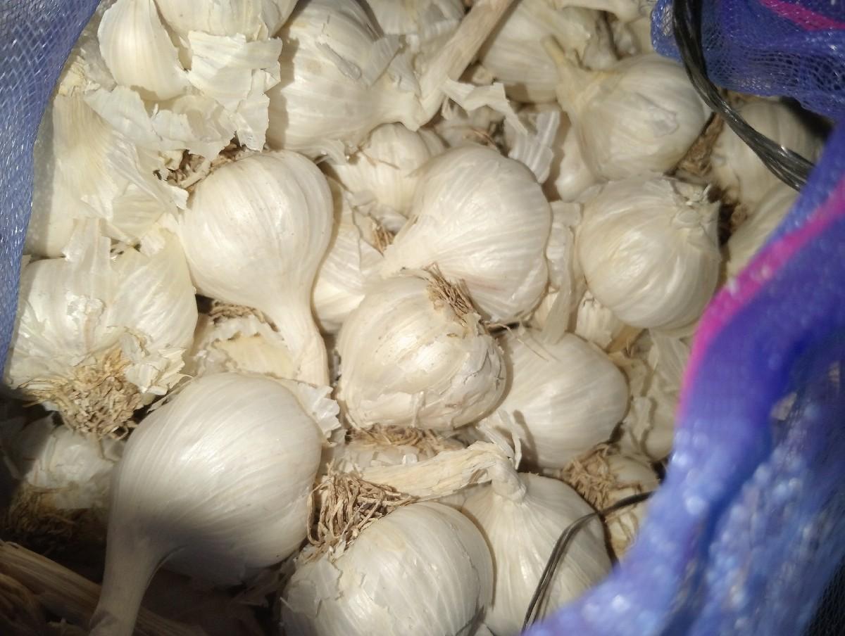 દેસી લસણ વેચવાનું છે.