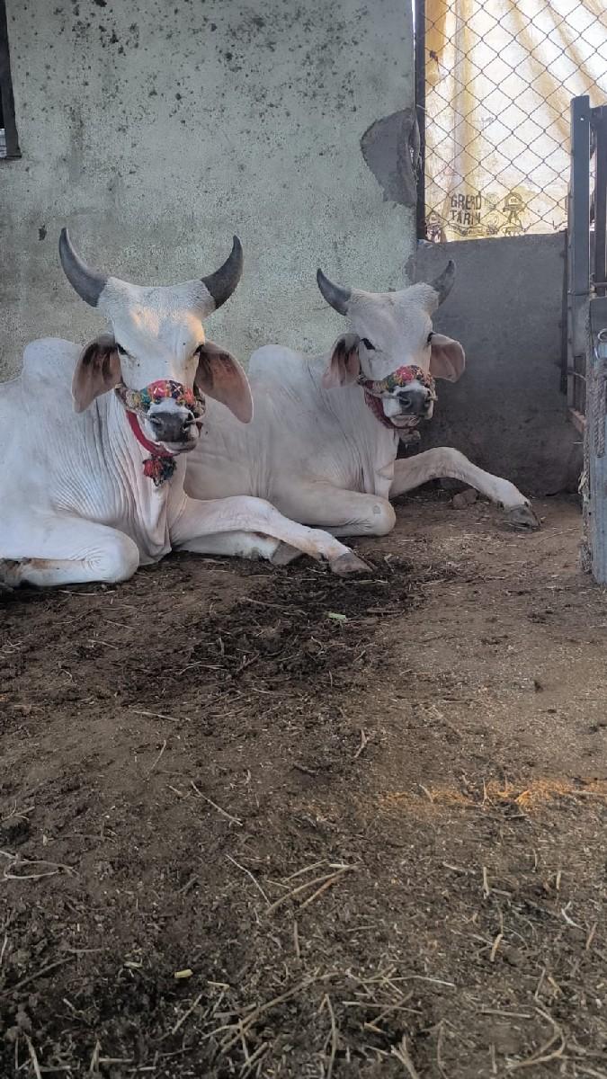 ગોઢલા વેચવાના છે