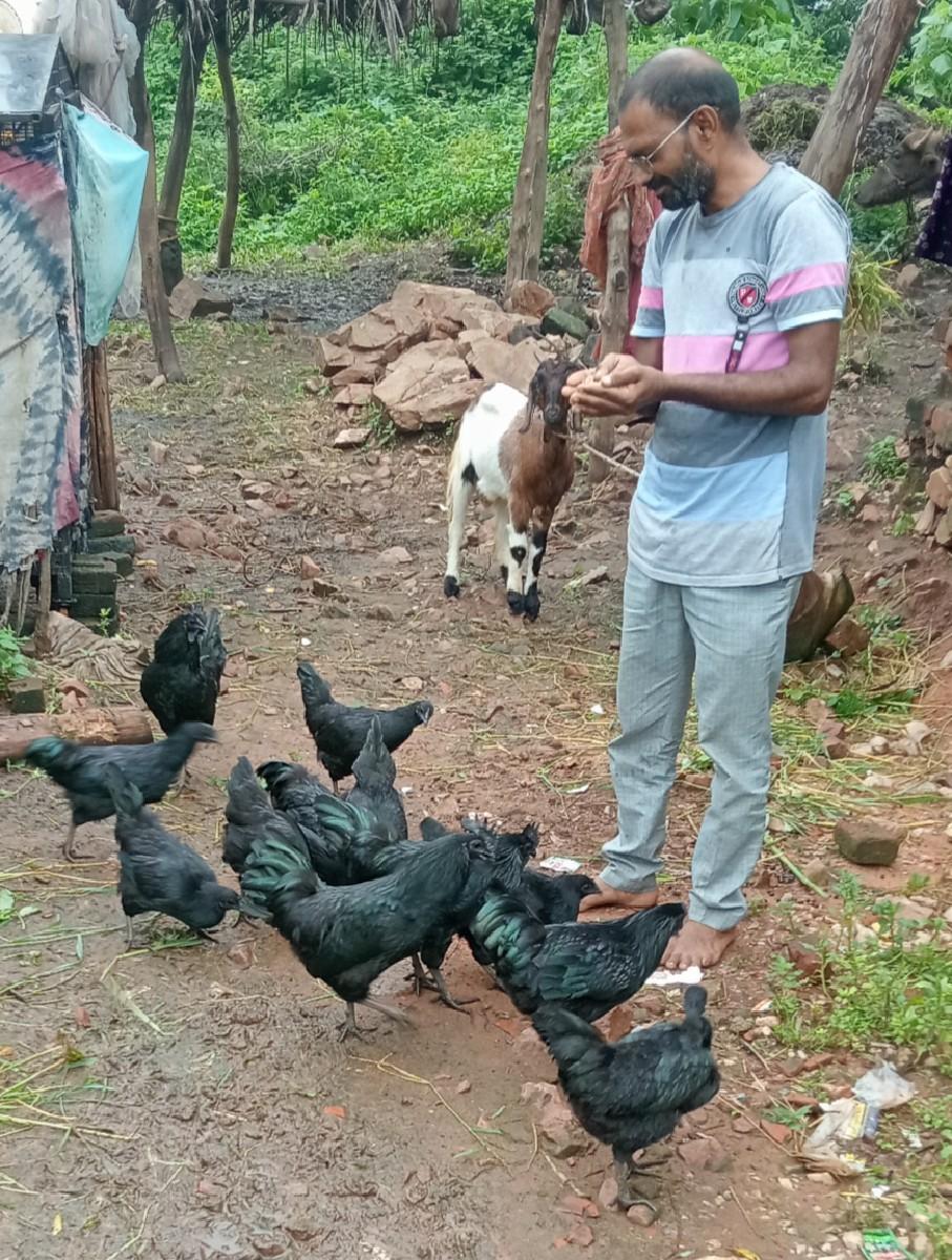 કડકનાથ મરઘાં