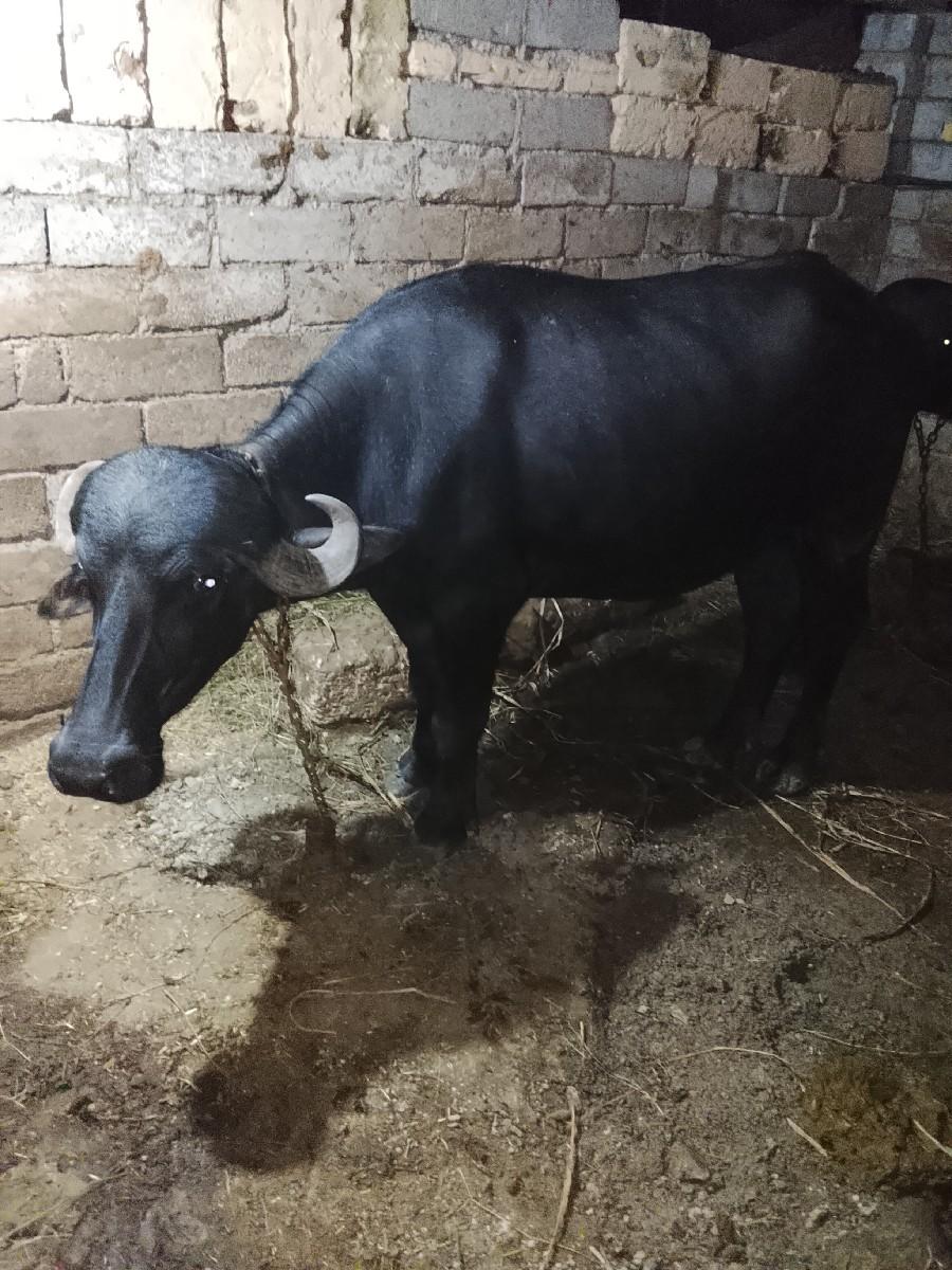 થંબનેલ 2