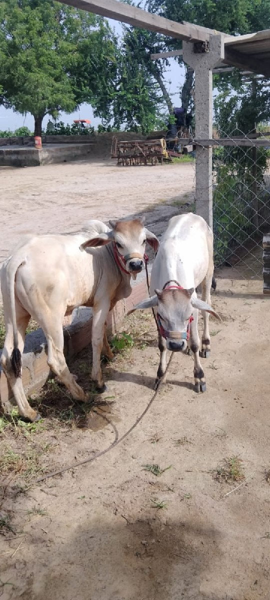 थंबनेल 2