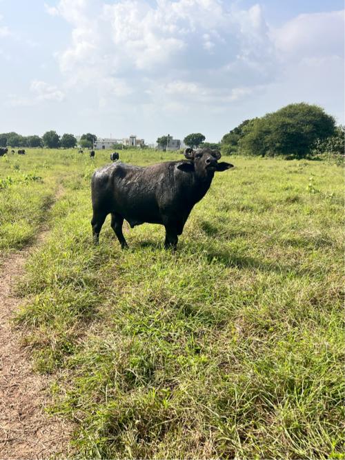 પાડો વેચવા નો છે