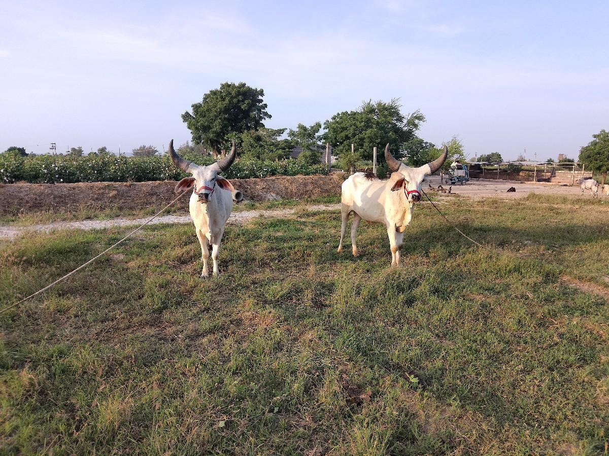 थंबनेल 3