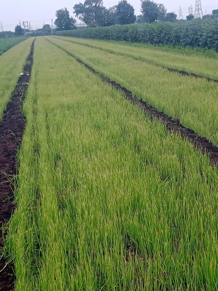 લાલ ડુંગળી નો રોગ વેચવાનો છે