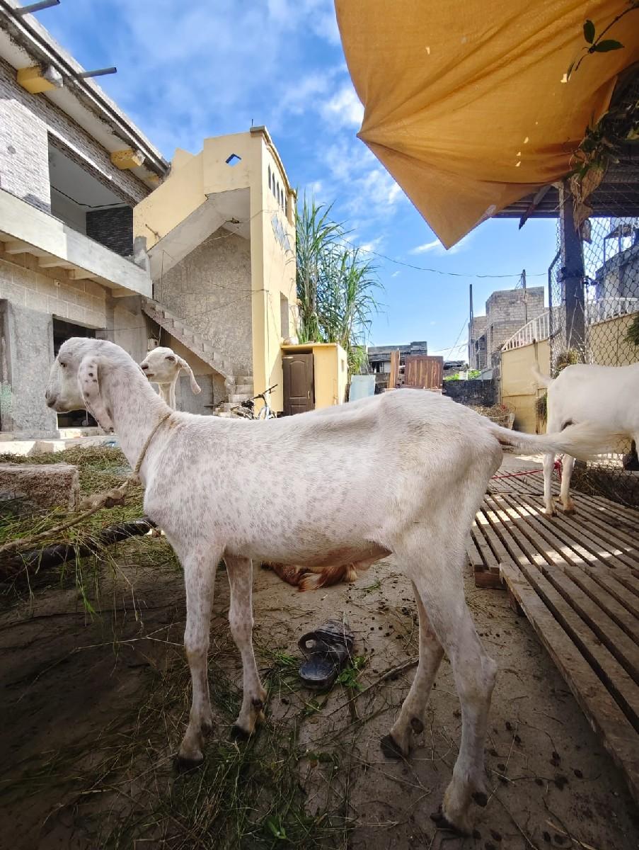 थंबनेल 3