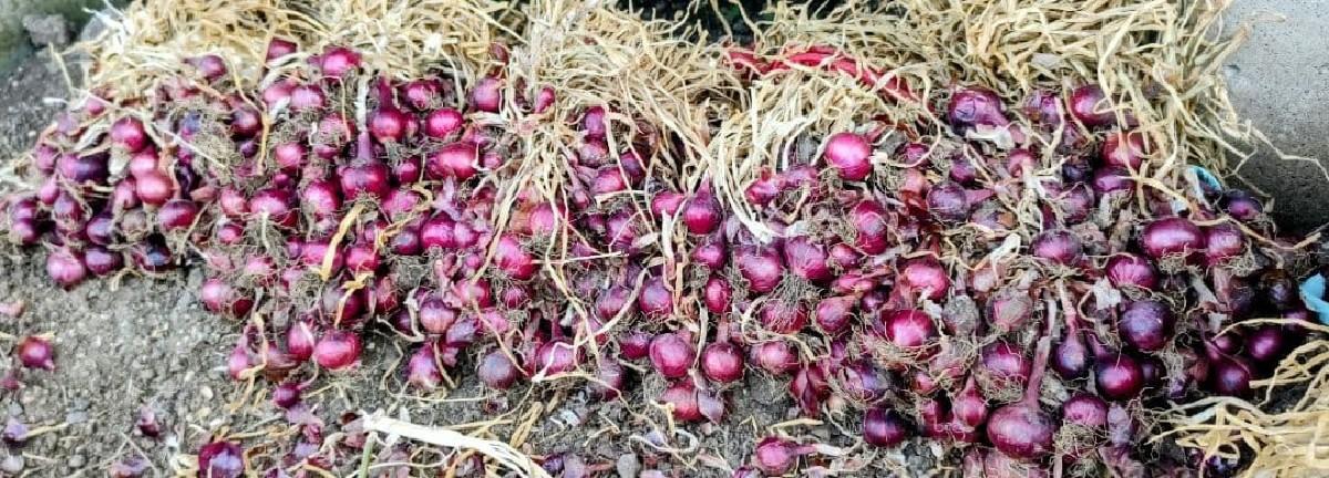 ડુગળી નો રોપ