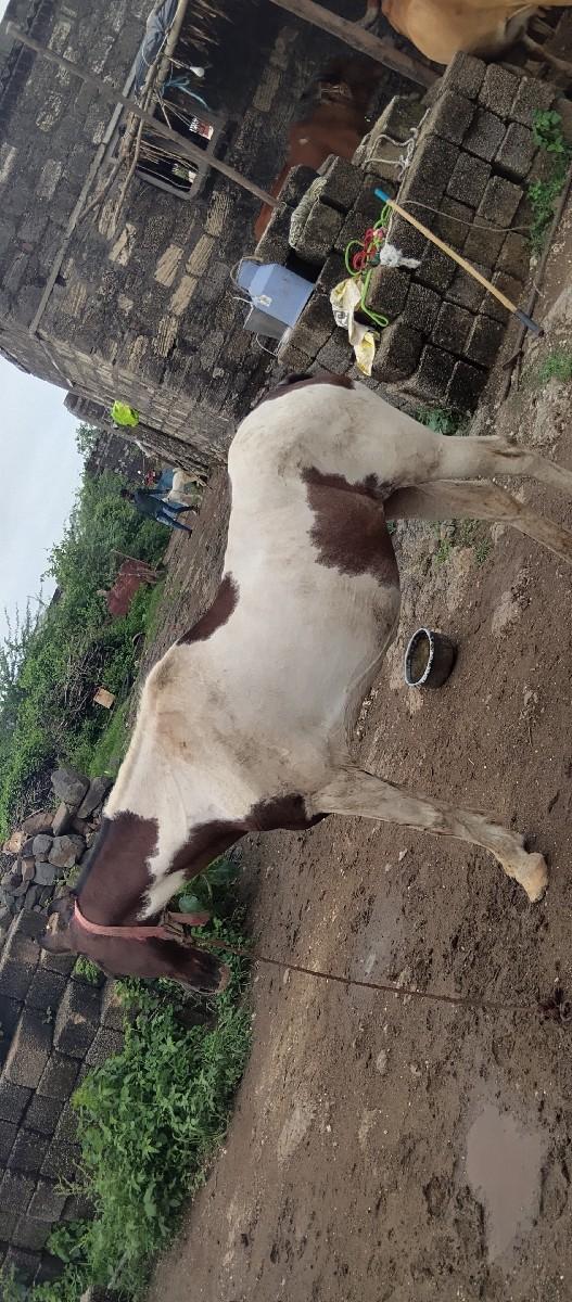 7069611391આમાફોનકરવો