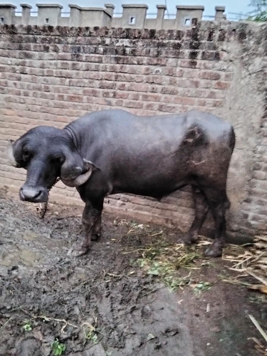 જાફરાવાદી પાડો