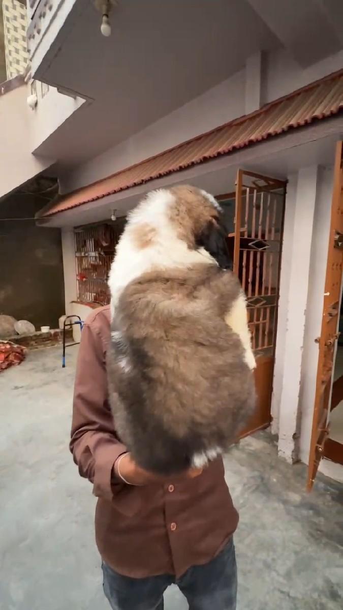 થંબનેલ 2