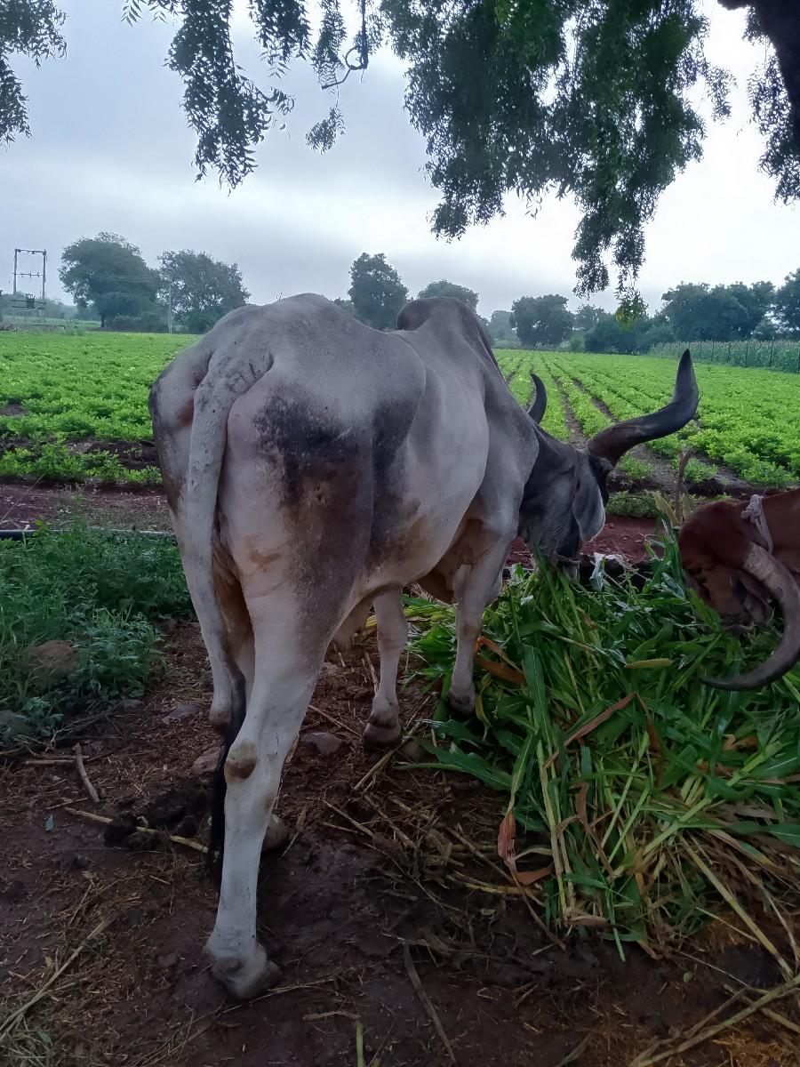 થંબનેલ 2