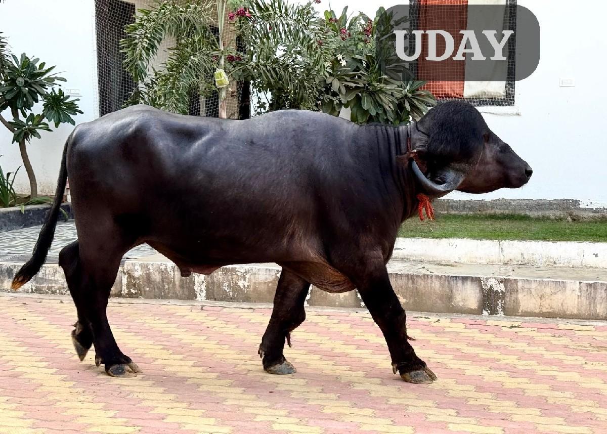 थंबनेल 2