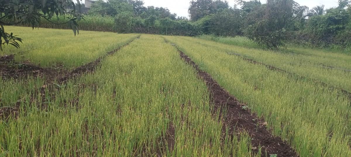 વેચવાનો