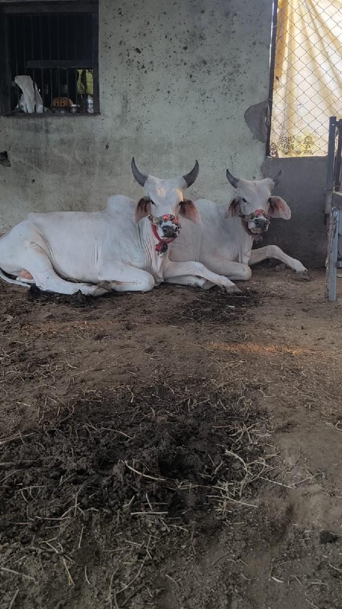 થંબનેલ 2