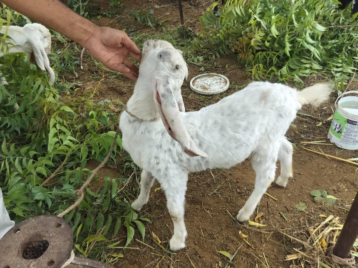 થંબનેલ 3