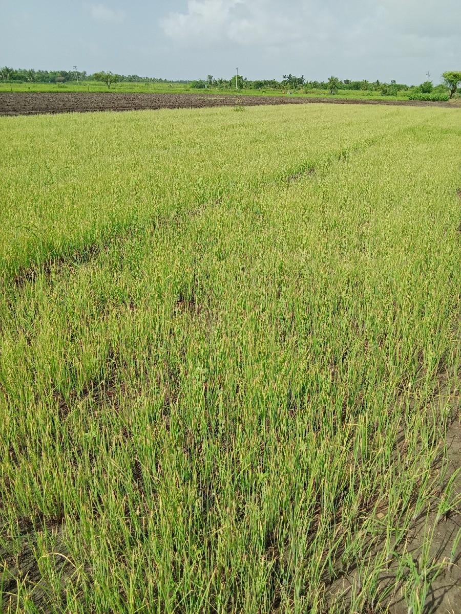 ડુંગળી નો રોપ વેસવનો સે