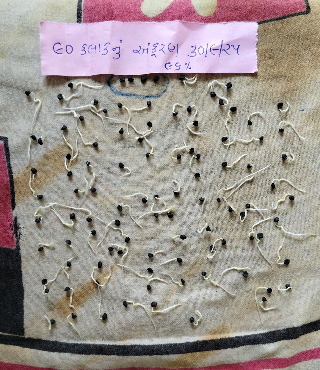 ડુંગળીનું બી વેચવાનું છે.