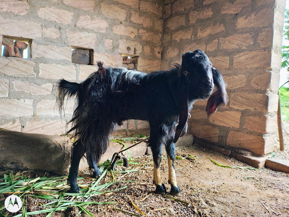 થંબનેલ 2