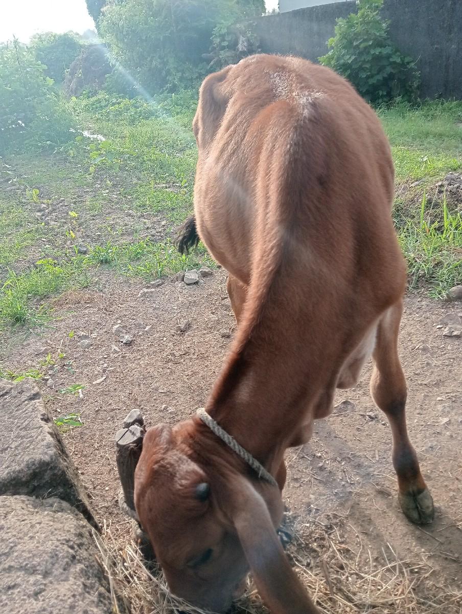 થંબનેલ 3