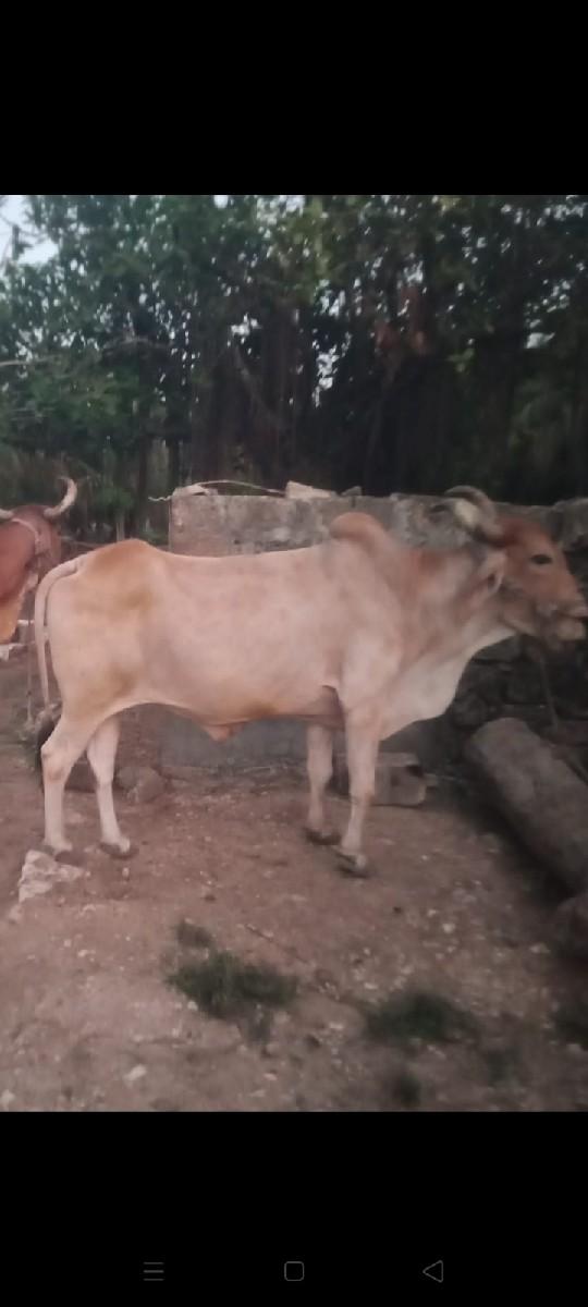 બળદ વેસવા નો છૅ