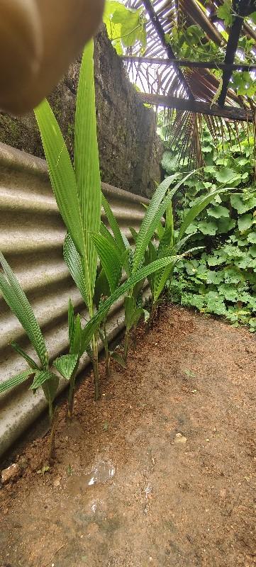 lotan નાળિયેરી ના રોપા 10 છોડ