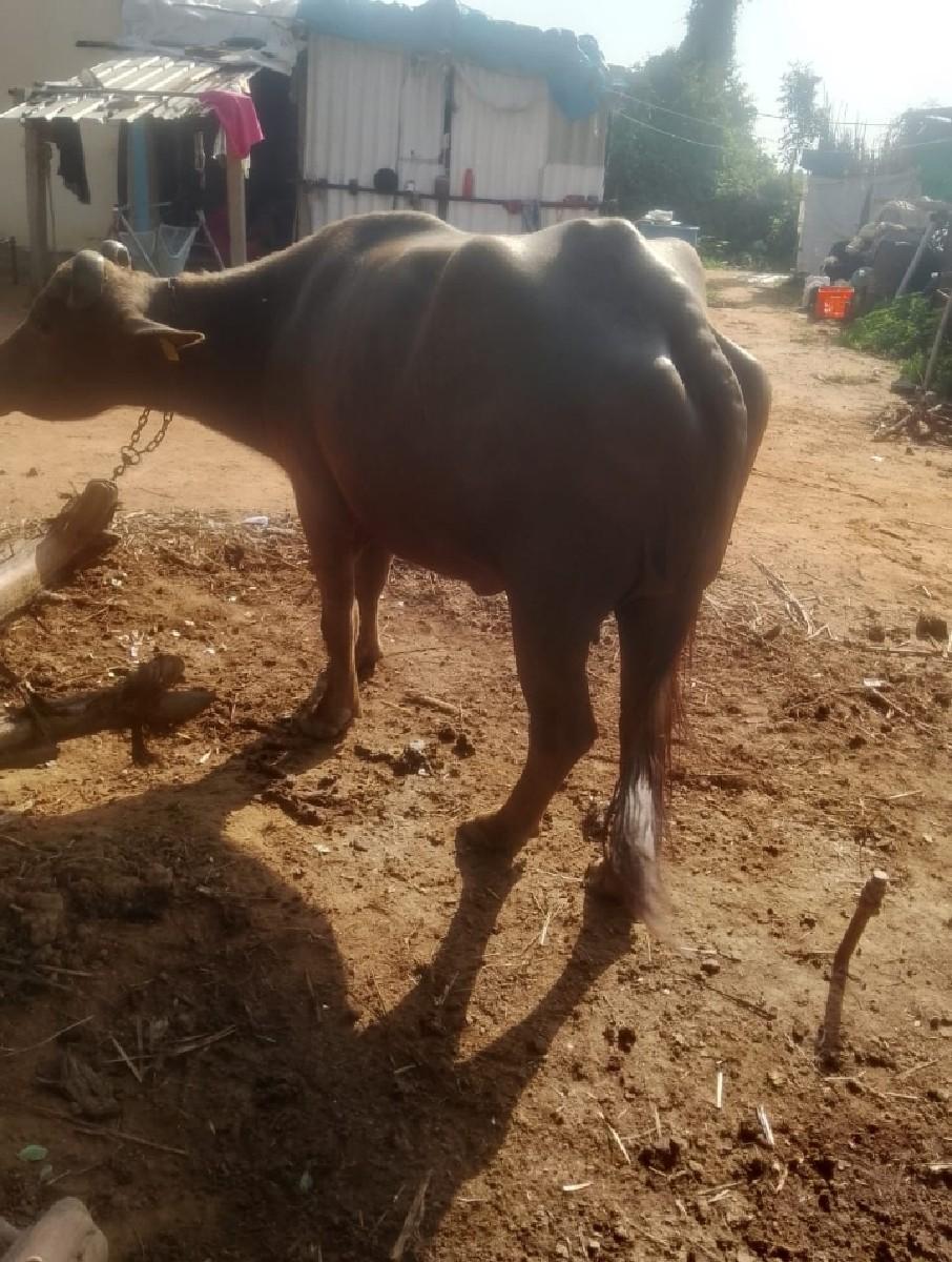 થંબનેલ 2