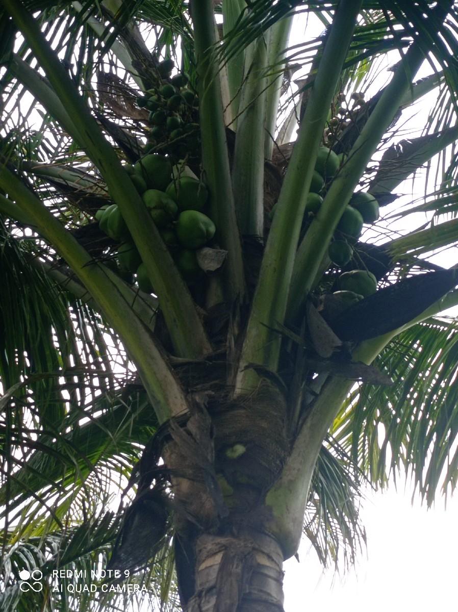 લીલા તરોપા દેવાના છે