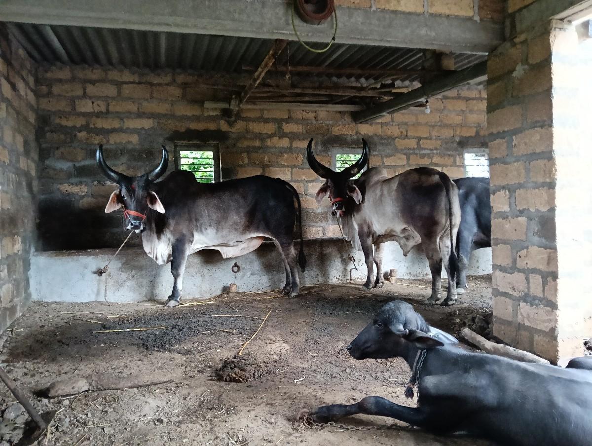 ગોઢલા વેચવાના છે