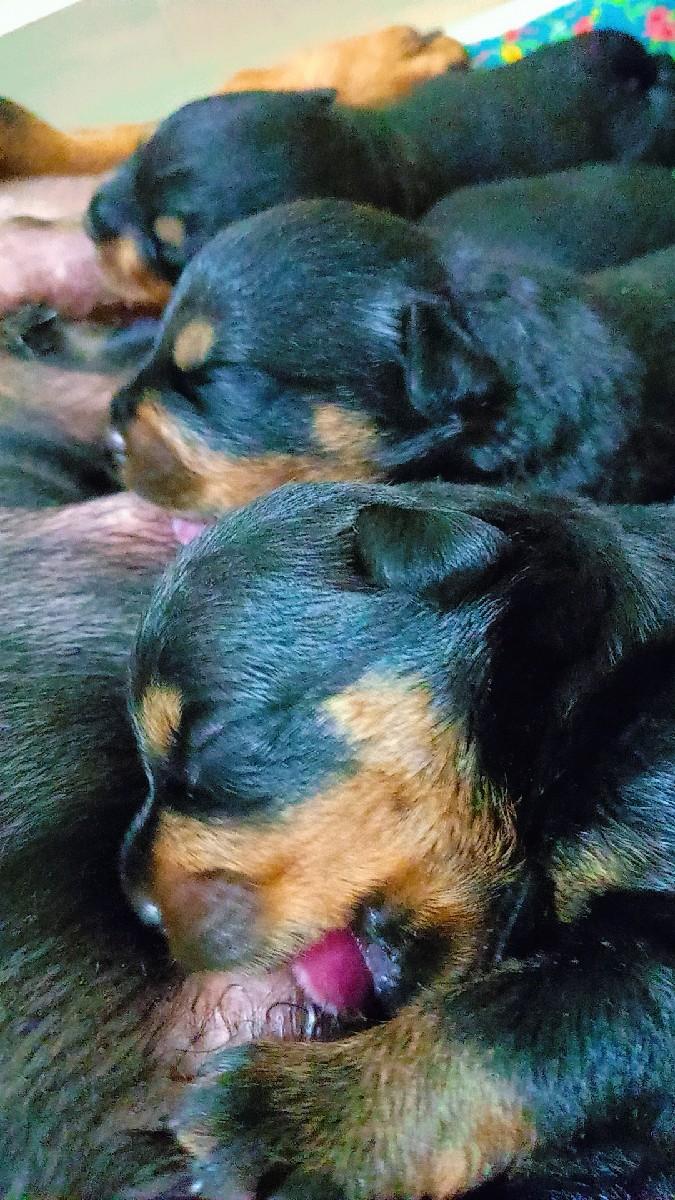 Rottweiler Puppies For Sale