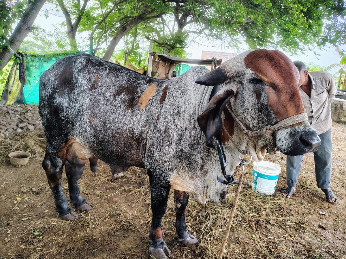 થંબનેલ 1