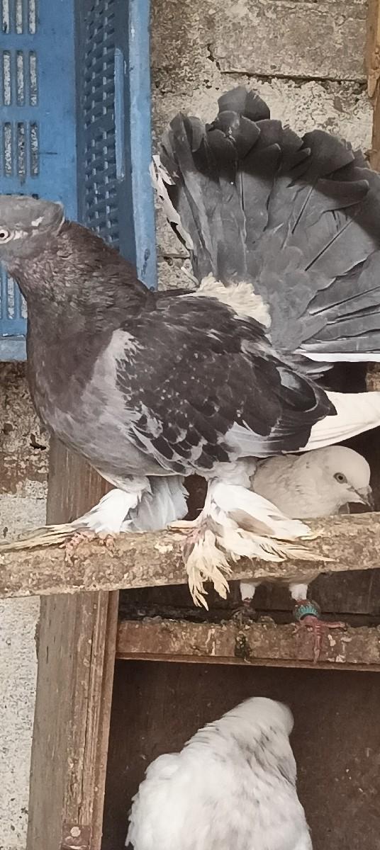 थंबनेल 3