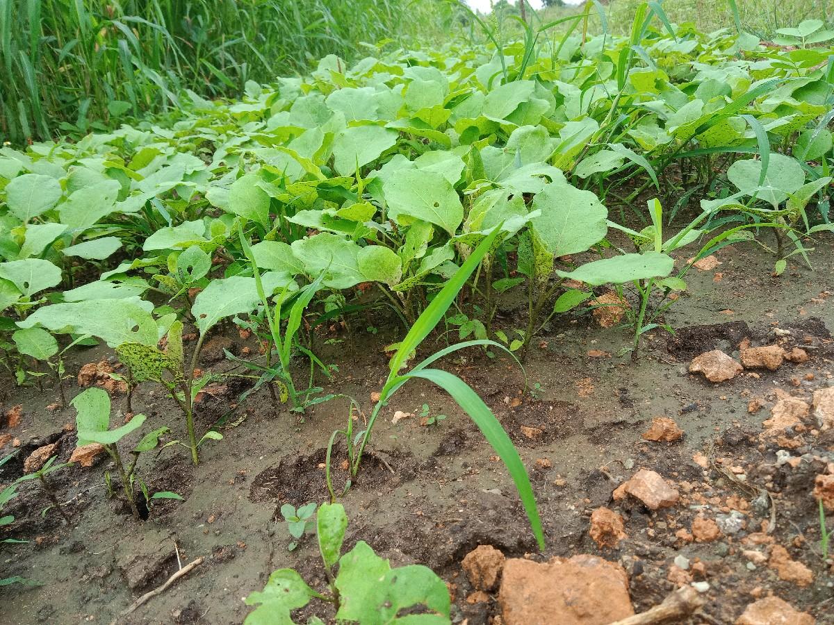 આ રીંગણી નો રોપ વેચવાનો નો છે